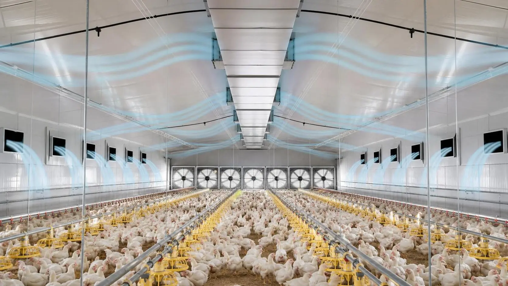 Poultry House Ventilation Systems Explained: Static Pressure, Airflow, and Fan Layout