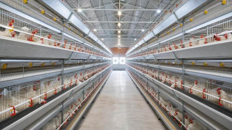Evaluating Broiler Chicken Space Requirements in Cage House Layout Design Evaluating Broiler Chicken Space Requirements in Cage House Layout Design