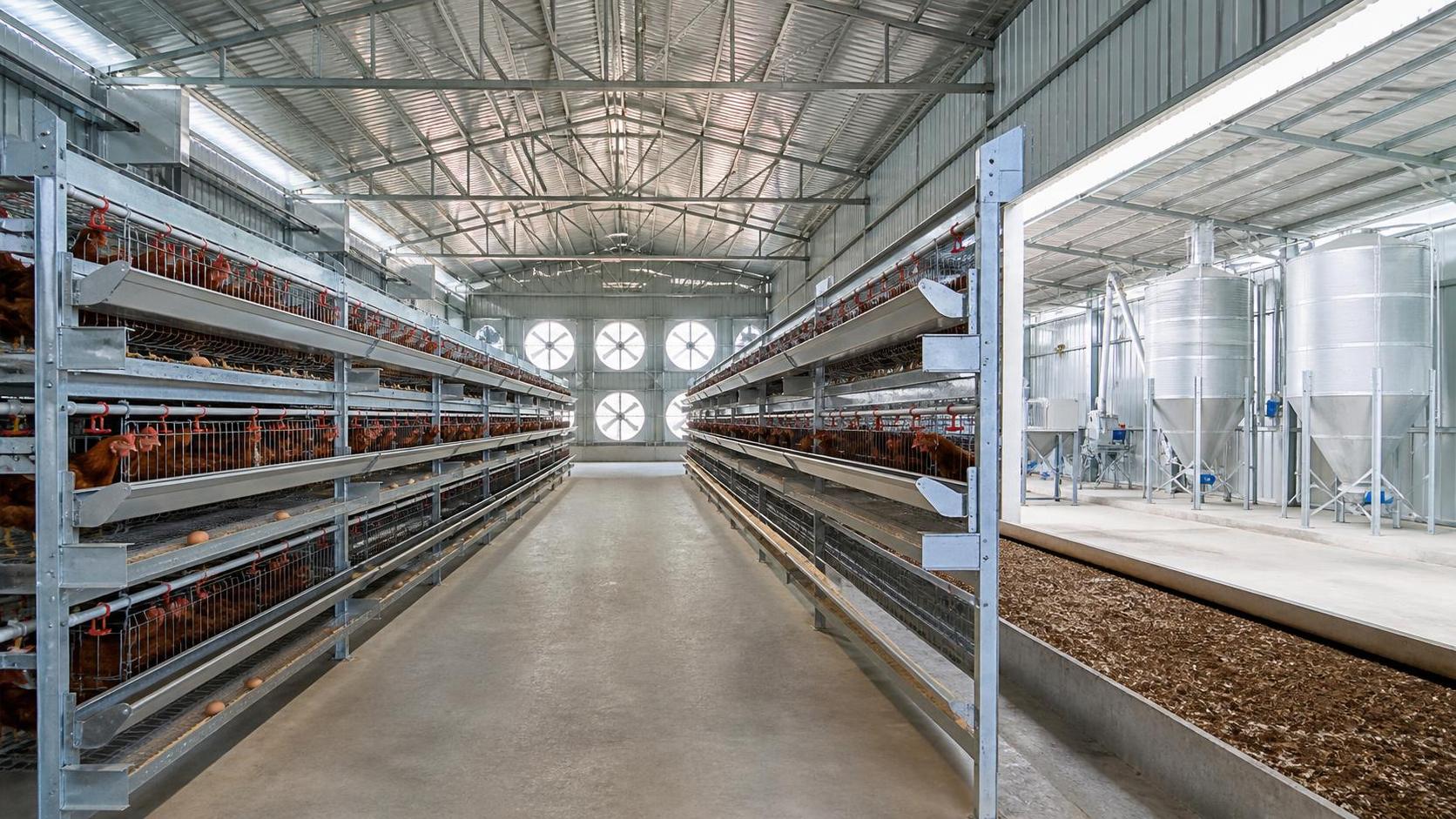 Common Setup Mistakes in Poultry Farming in Nigeria and How Equipment Planning Helps