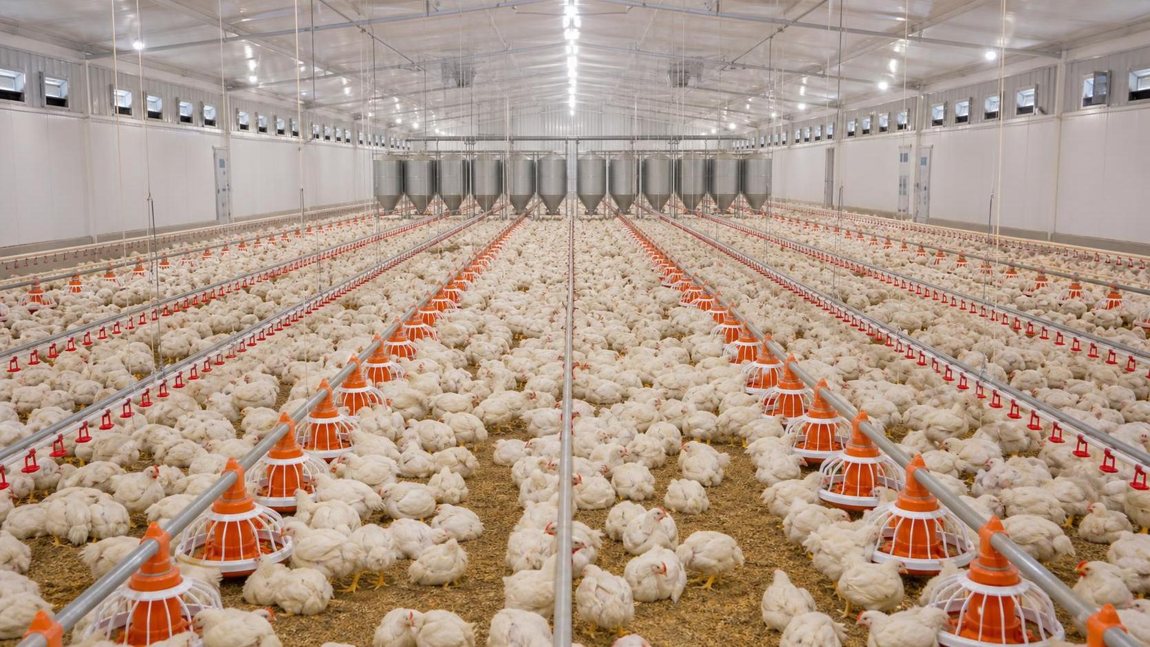 How to Choose Poultry House Feeding Systems for Flock Size, Layout, and Feed Efficiency