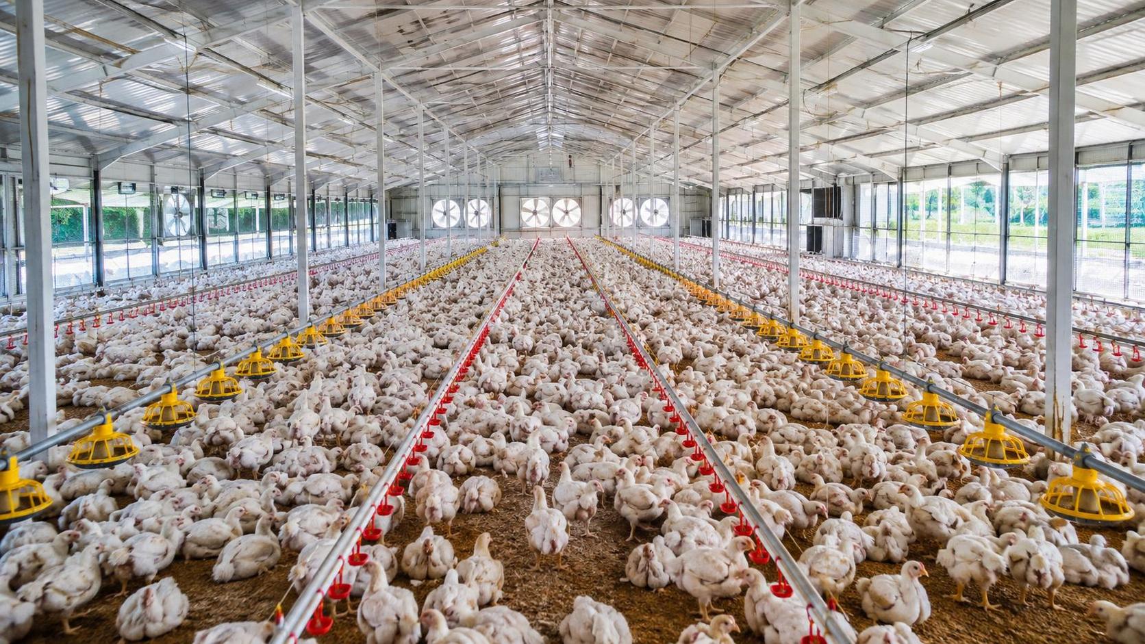 10,000-Bird Poultry Farm Cost: Equipment, Housing, and Setup Factors