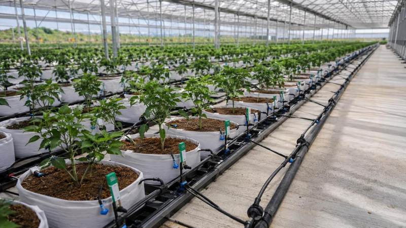 Which Irrigation System Minimizes Water Waste in Container Farming?