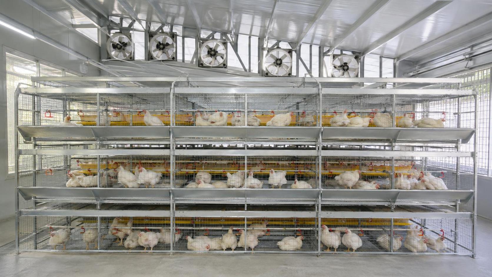How to determine broiler chicken cage size from stocking density