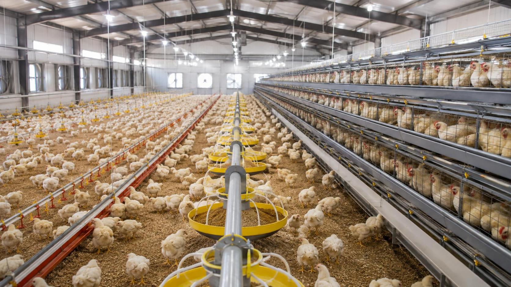 What kind of feeding system works best for different poultry housing layouts?