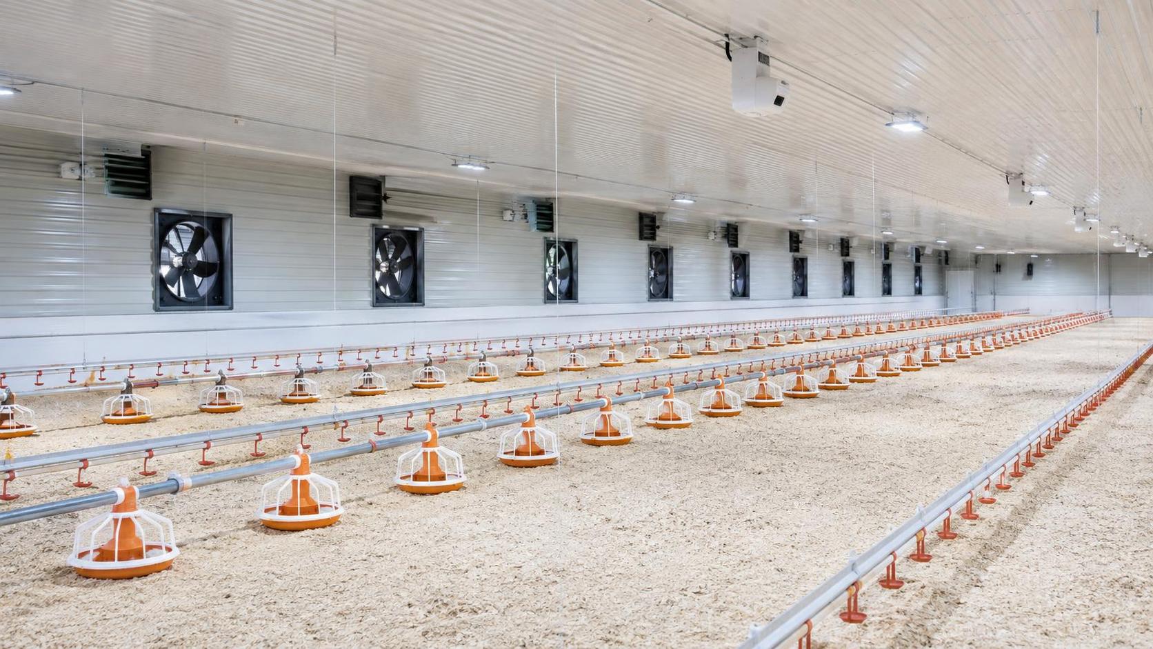 Complete Poultry Farm Equipment List: Matching Systems to a Setup Plan