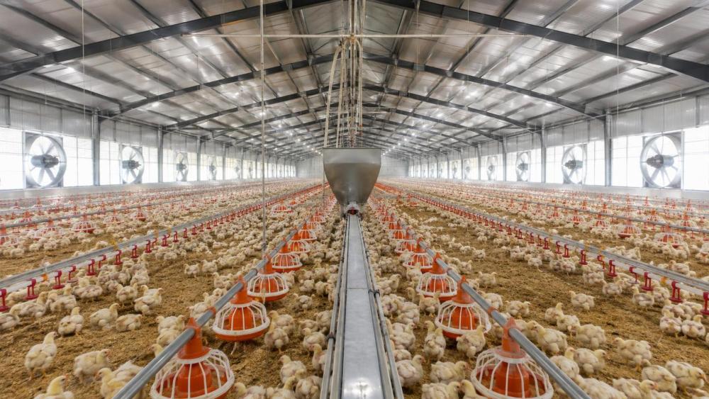 What Determines Poultry Farm Equipment Cost? A Practical Cost Breakdown What Determines Poultry Farm Equipment Cost? A Practical Cost Breakdown