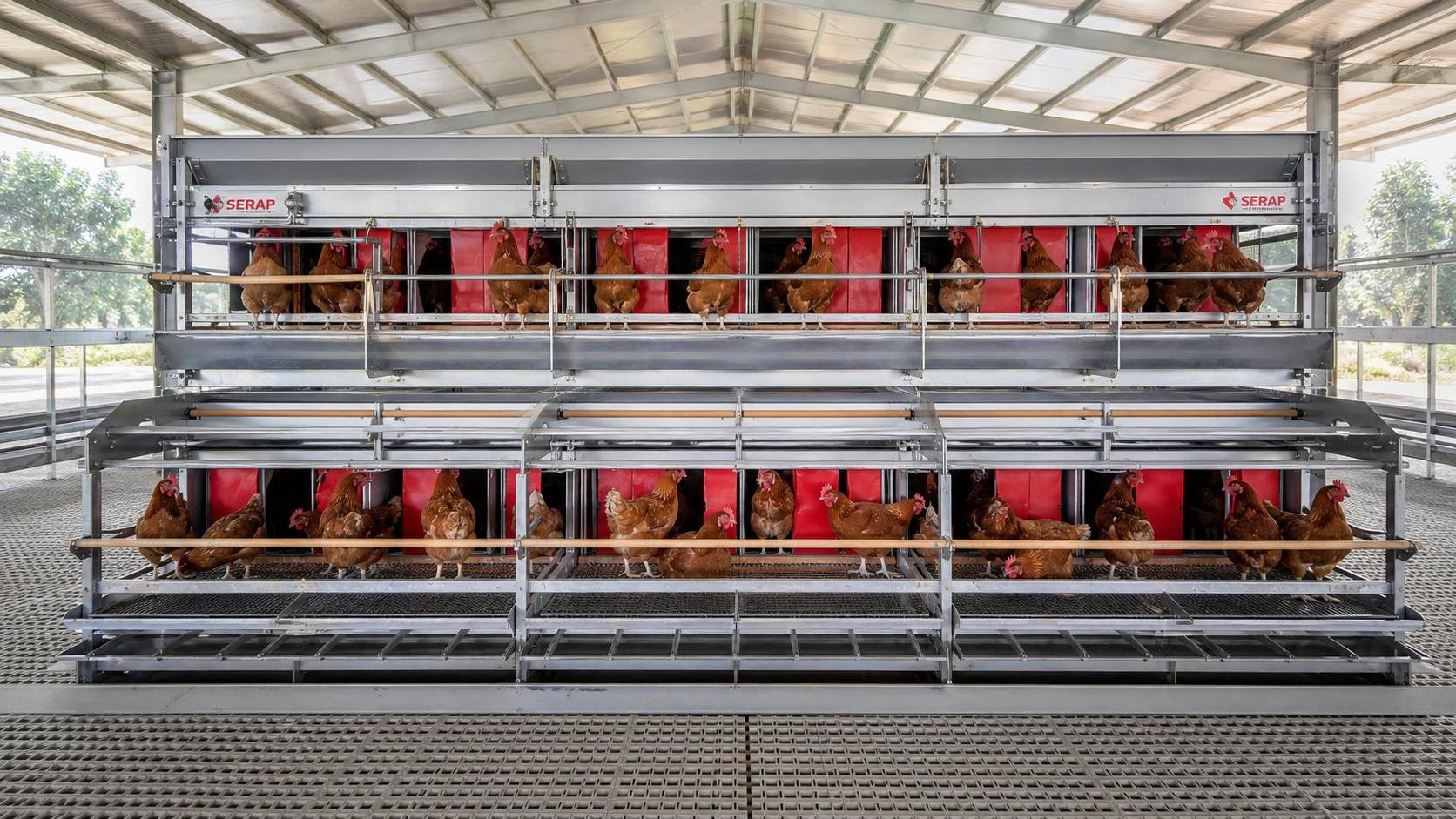 Advancing Avian Welfare: Engineering Standards in Commercial Chicken Cage Systems