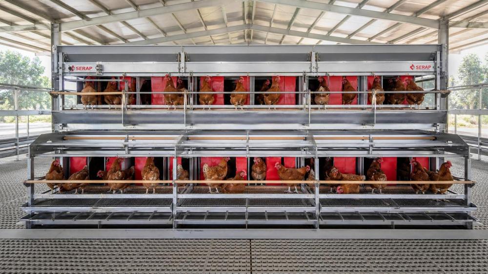 Advancing Avian Welfare: Engineering Standards in Commercial Chicken Cage Systems