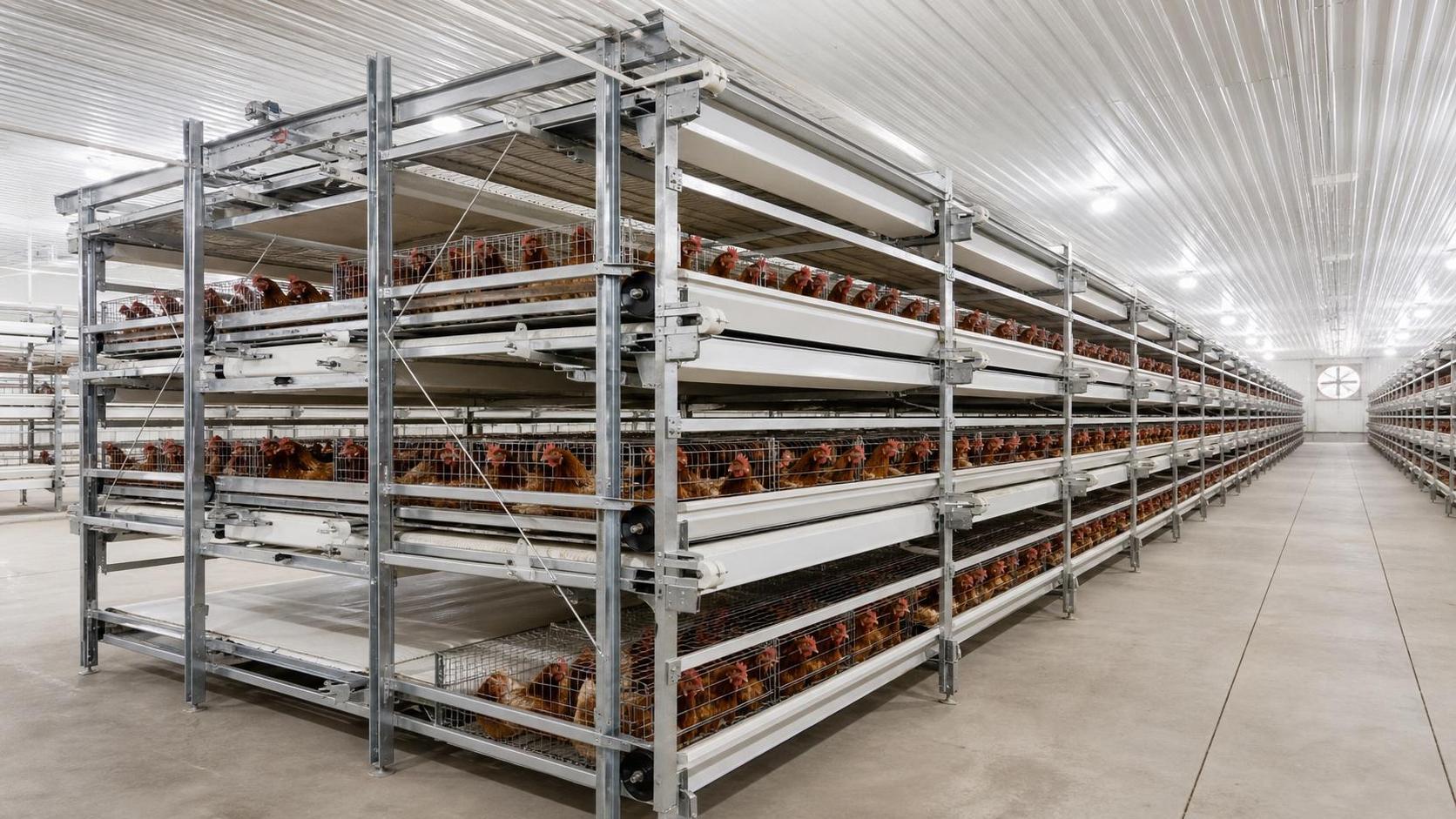 The Business Plan of Protein: Global Market Trends and Demand for Commercial Chicken Cages