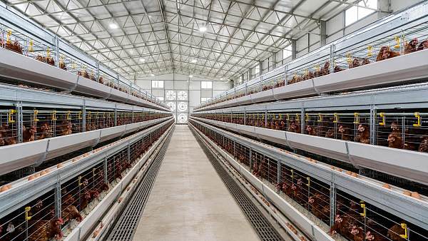 Buy Poultry Cage in Nigeria: A Practical Buyer Checklist for Layer Farms