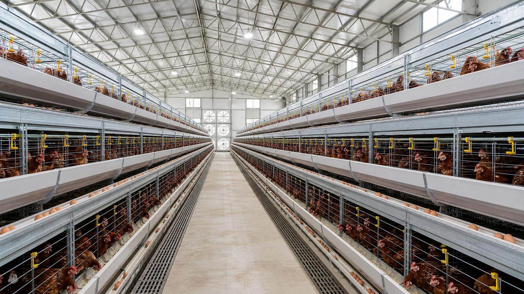 Buy Poultry Cage in Nigeria: A Practical Buyer Checklist for Layer Farms