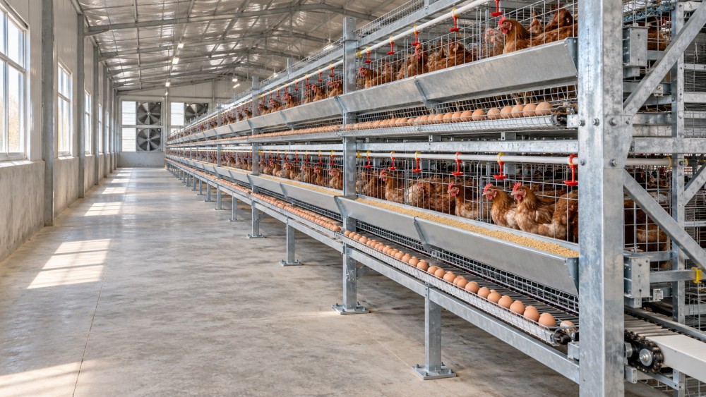 Poultry Equipment for Ethiopia: Comparing Quotes and Installed Costs Poultry Equipment for Ethiopia: Comparing Quotes and Installed Costs