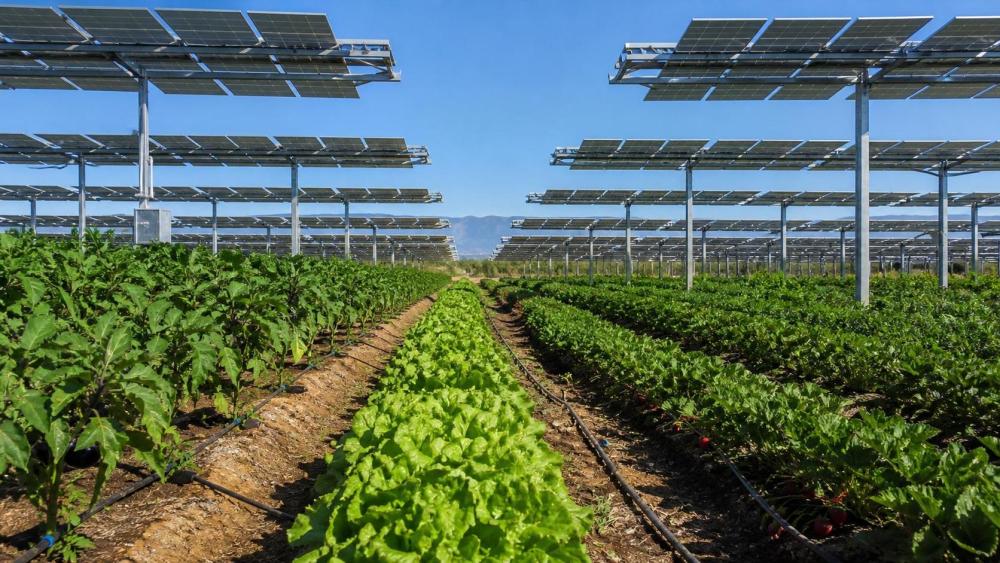Do Agrivoltaic Projects Significantly Reduce Crop Yields in Hot Climates? Do Agrivoltaic Projects Significantly Reduce Crop Yields in Hot Climates?