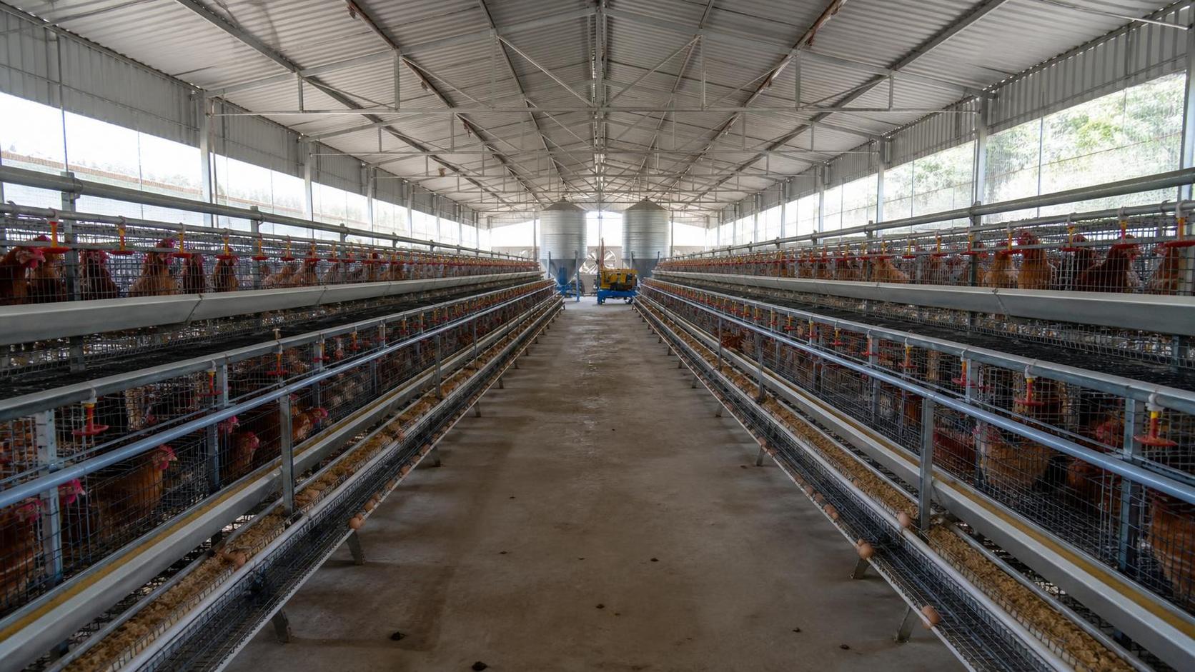 Ethiopia Poultry Farm Planning: Assessing Cage Systems and Equipment Costs