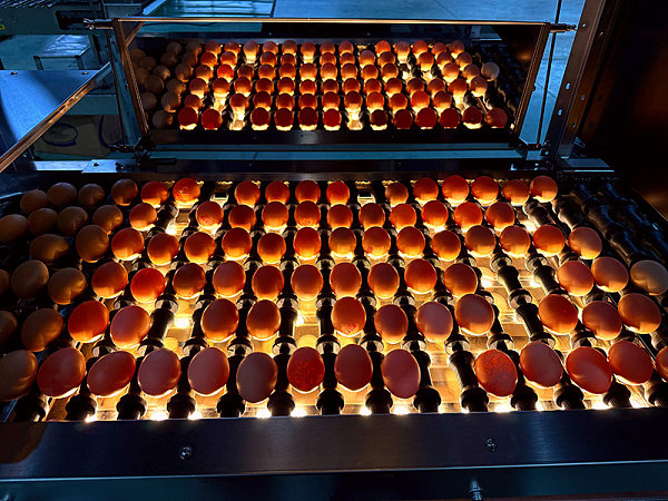 LED Light Inspection