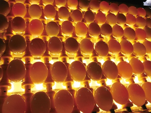 LED Light Inspection