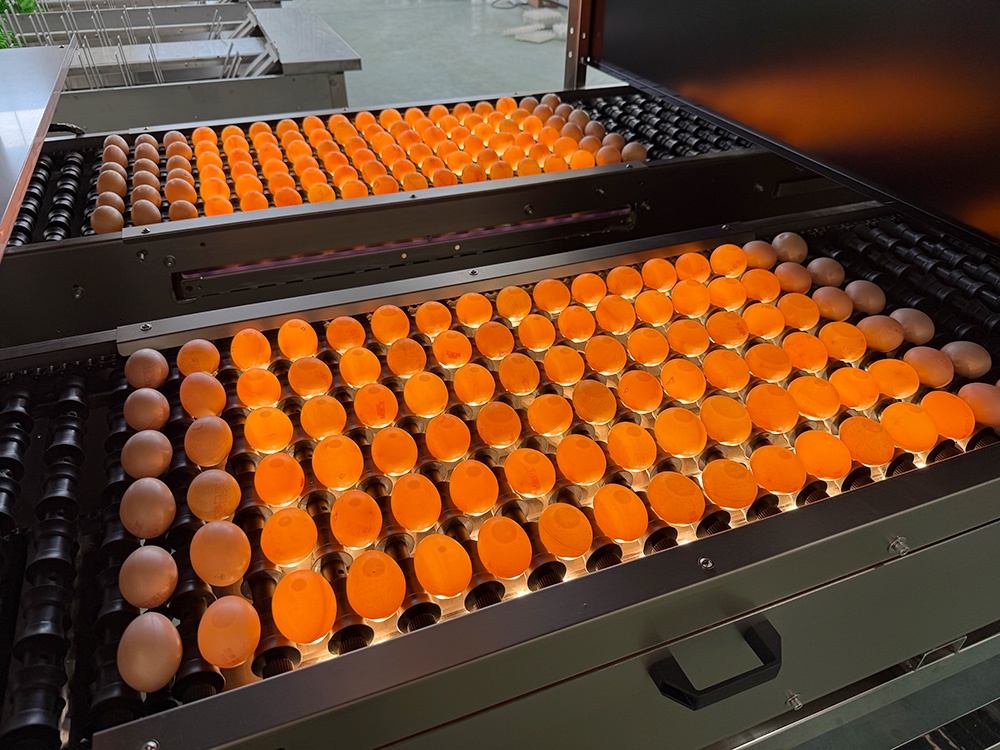 By illuminating eggs with LEDs of different wavelengths, light inspection personnel can observe the light penetration and reflection patterns, thereby identifying non-compliant eggs, assessing freshness, ensuring food safety, and enhancing product market competitiveness.