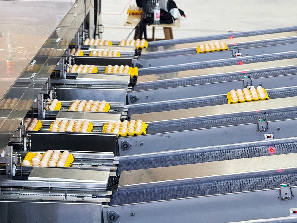 Automated grading and palletizing ensures eggs are delivered with the larger end facing upward for precise distribution. The adjustable weighing range supports grade sorting. Each conveyor belt operates independently, enabling rapid switching of packaging materials without production halt, ensuring efficient operation.