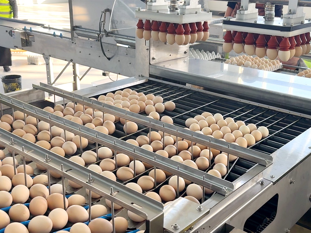 The manipulator performs bionic grasping and stable transfer of eggs to the production line.