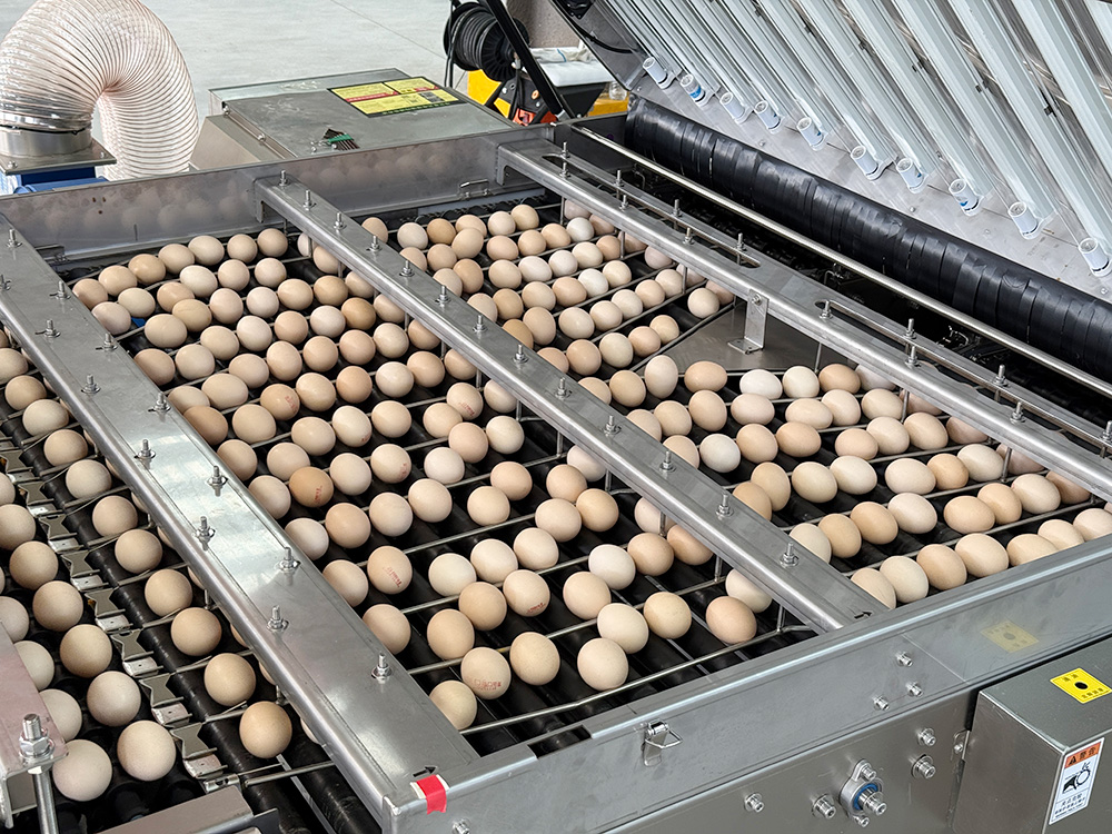Ultraviolet light sterilizes surface bacteria without compromising egg quality, ensuring safety and zero residue.