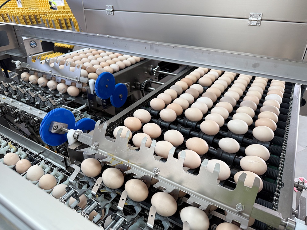 The weighing device is positioned above the egg, ensuring precise and stable measurements. Its claw mechanism features a special design to prevent damage. The PLC can track different weight categories, with an error tolerance of ±0.1 grams.