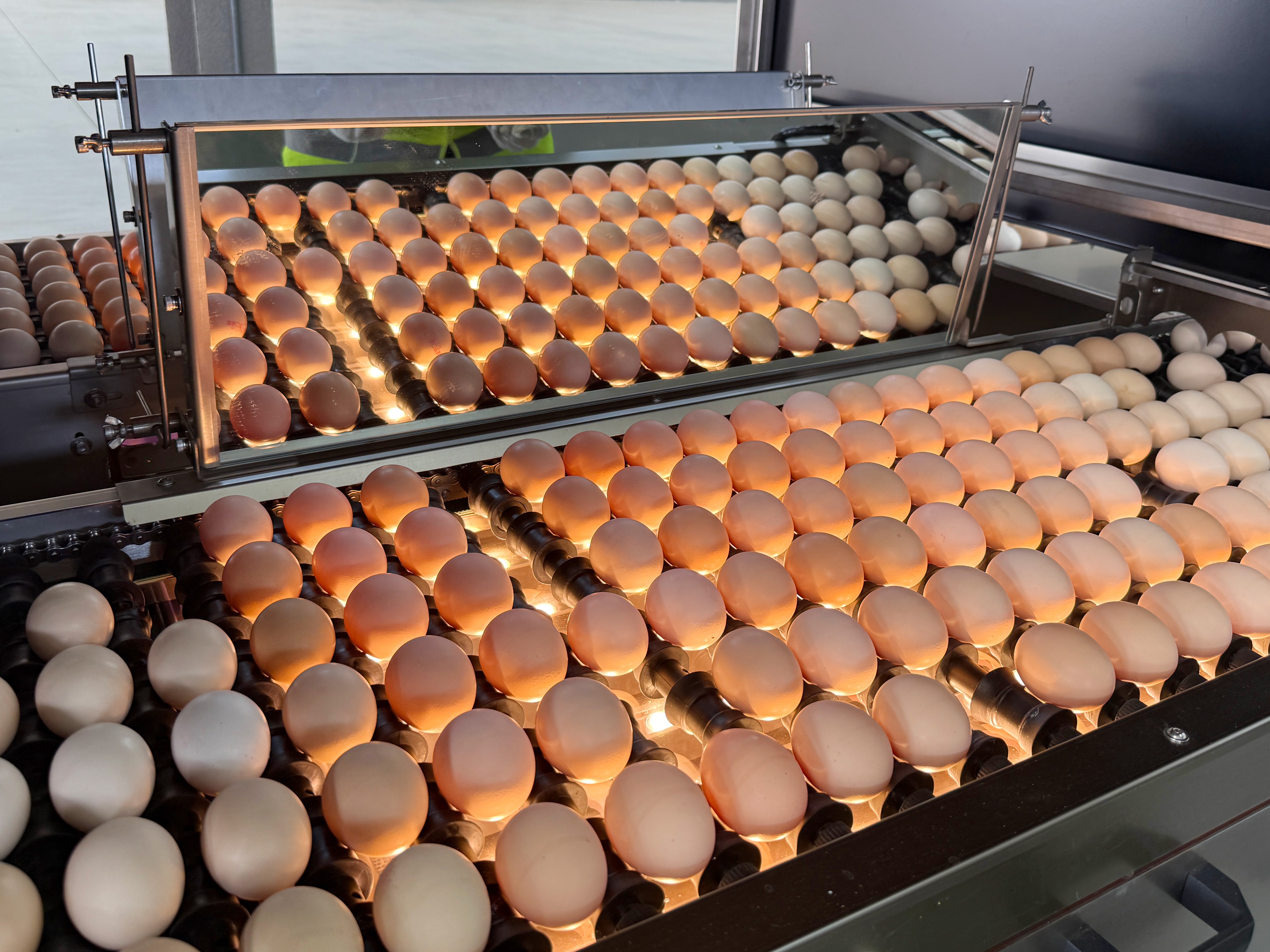 Egg Light Inspection