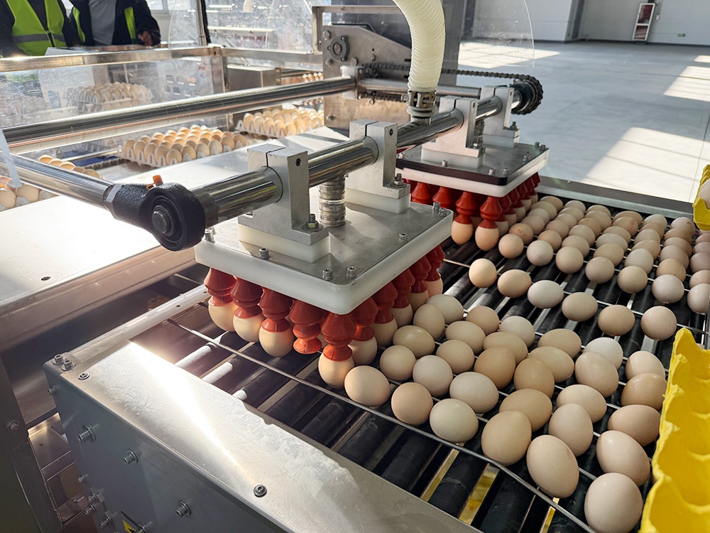 Egg Loading Platform
