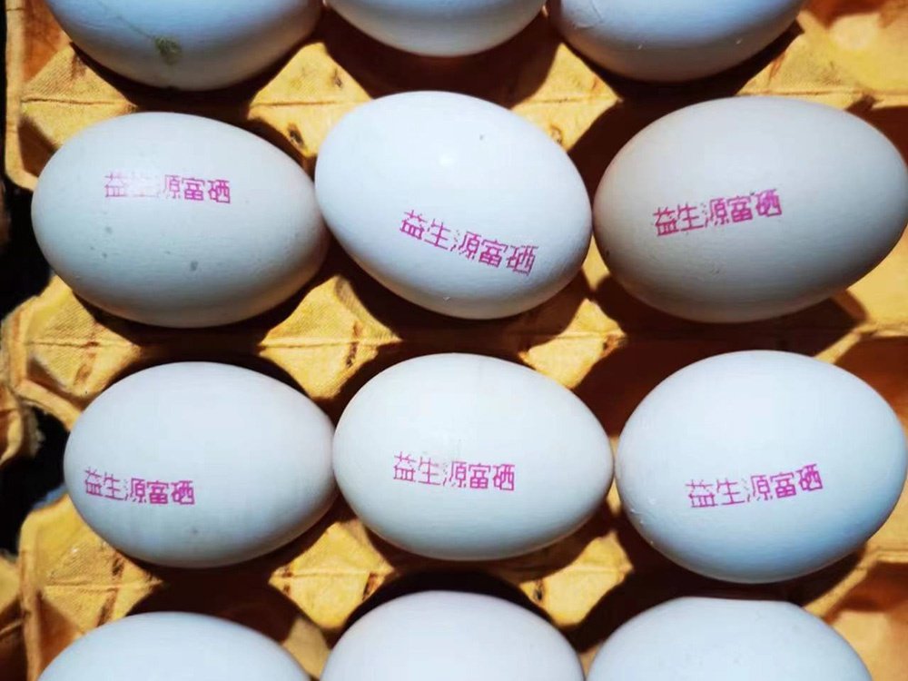 Inkjet Egg Printer