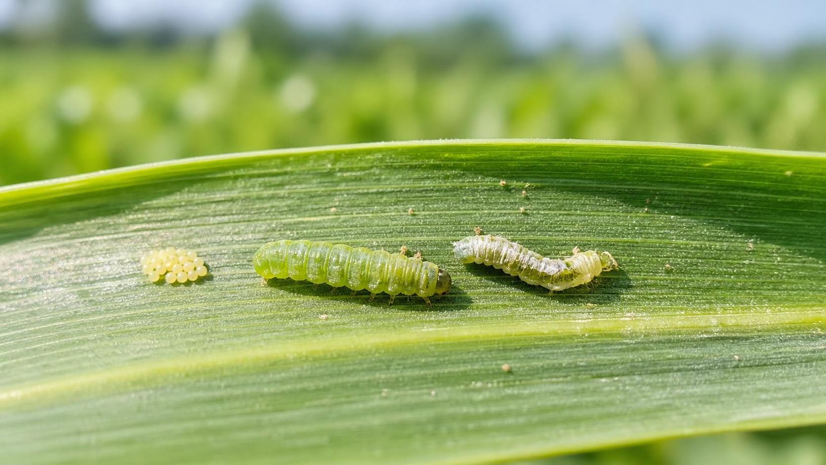 How Chitin Synthesis Inhibitors Control Insects Without Resistance