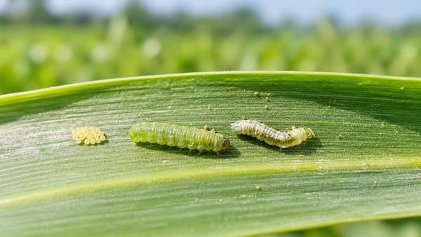 How Chitin Synthesis Inhibitors Control Insects Without Resistance
