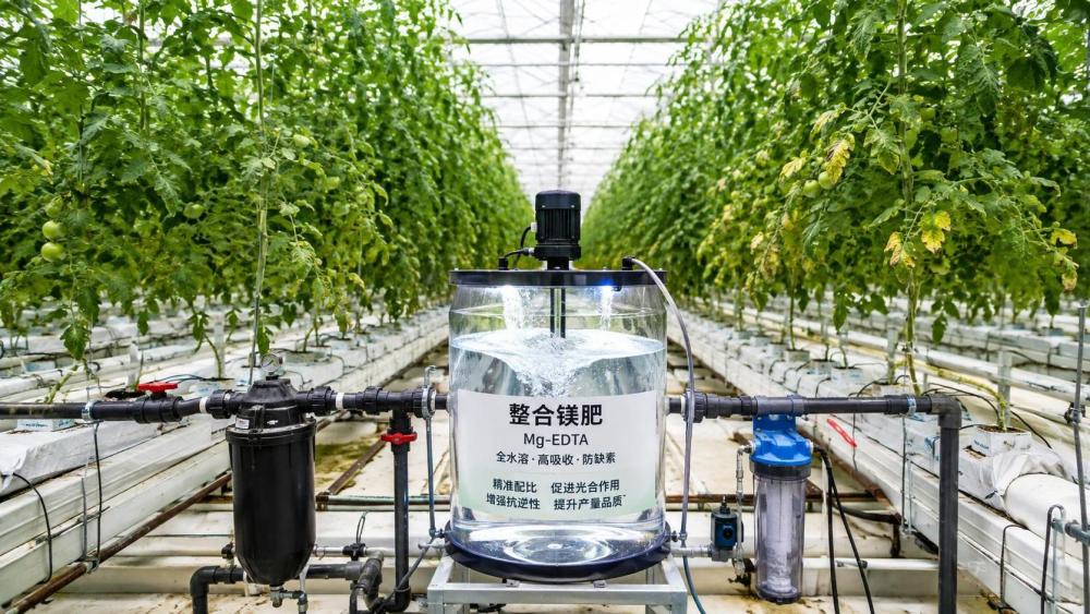 Choosing Chelated Magnesium Fertilizers for More Efficient Crop Nutrition Choosing Chelated Magnesium Fertilizers for More Efficient Crop Nutrition