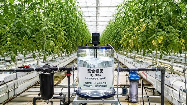 Choosing Chelated Magnesium Fertilizers for More Efficient Crop Nutrition