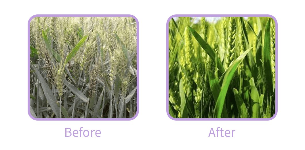 Nitrogen Fertilizer