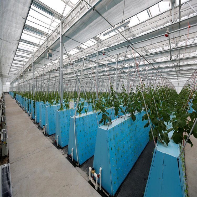 Recherche académique et pratique sur l’eau d’acide hypochloreux issue de l’électrolyse du chlorure de potassium dans le traitement des semences et la culture de plants