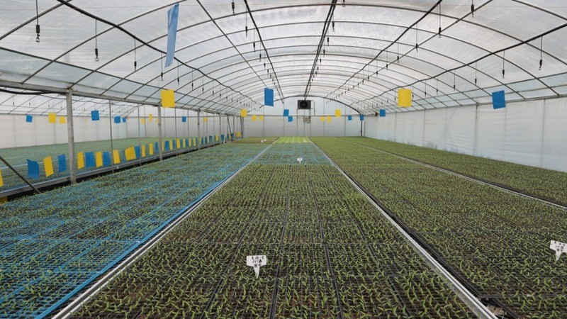 Recherche académique et pratique sur l’eau d’acide hypochloreux issue de l’électrolyse du chlorure de potassium dans le traitement des semences et la culture de plants