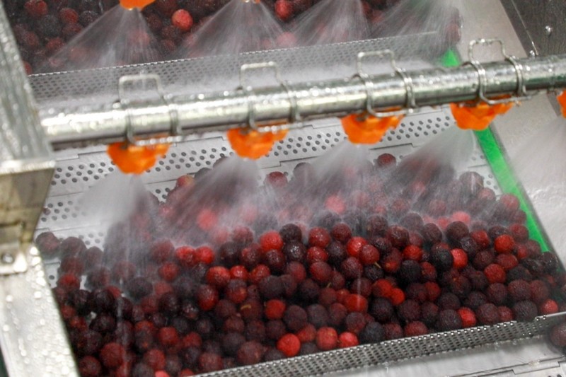 La tecnología garantiza la seguridad de las moras chinas frescas | El generador de ácido hipocloroso revoluciona el proceso de remojo y lavado de moras chinas, reduciendo pérdidas, eliminando residuos de pesticidas y sin dejar residuos