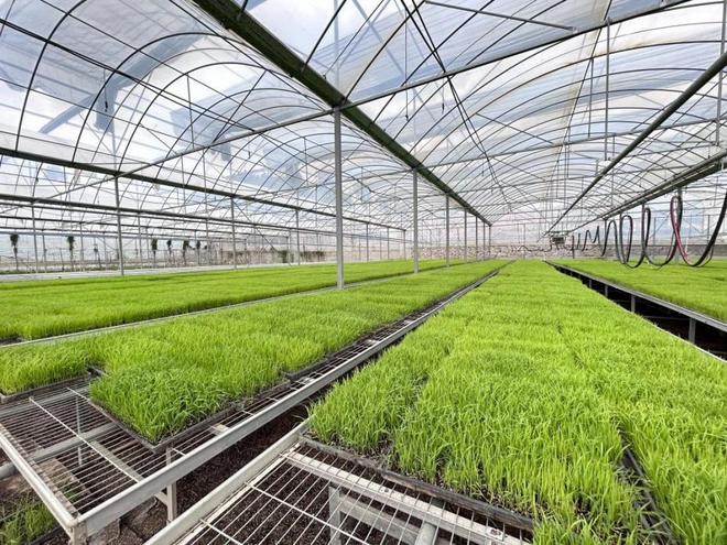 Impulso verde para las industrias de siembra y cría: el agua de ácido hipocloroso promueve el desarrollo verde y de alta calidad de la agricultura y la acuicultura
