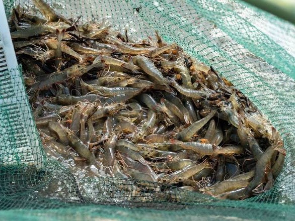 ¡Avance en la acuicultura ecológica! La tecnología de anolito neutro de ácido hipocloroso impulsa a la industria camaronera a mejorar la calidad y la eficiencia