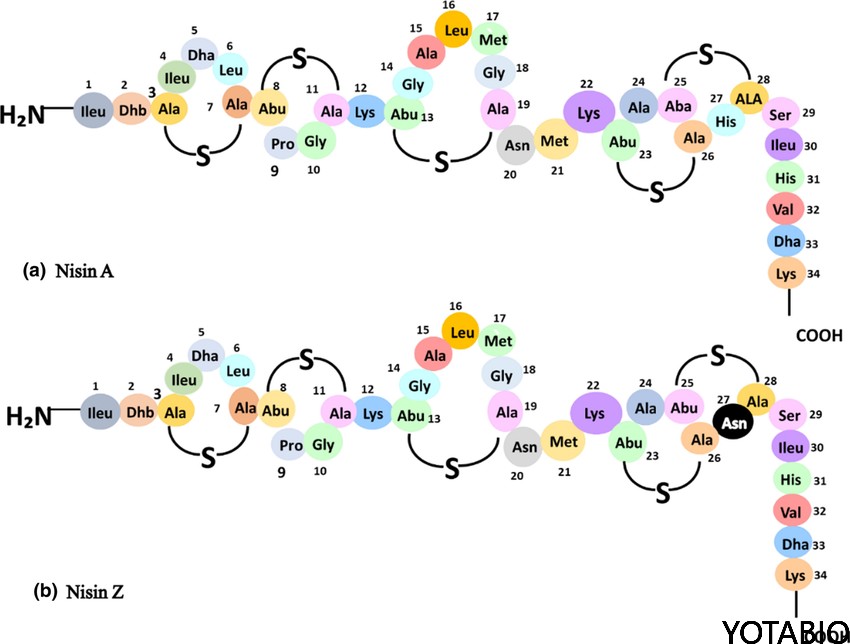 Primary-structure-of-Nisin-A-and-Nisin-Z-Both-AMPs-consist-of-34-amino-acids-In-Nisin.png The difference between Nisin A and Nisin Z