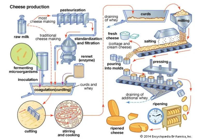 20231222115138135.webp Yotaren 750 Coagulant Microbial Rennet for Cheese Production