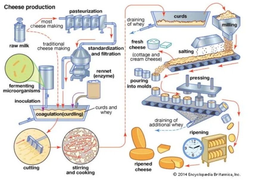 YOTAREN 750 Coagulant Microbial Rennet for Cheese Production
