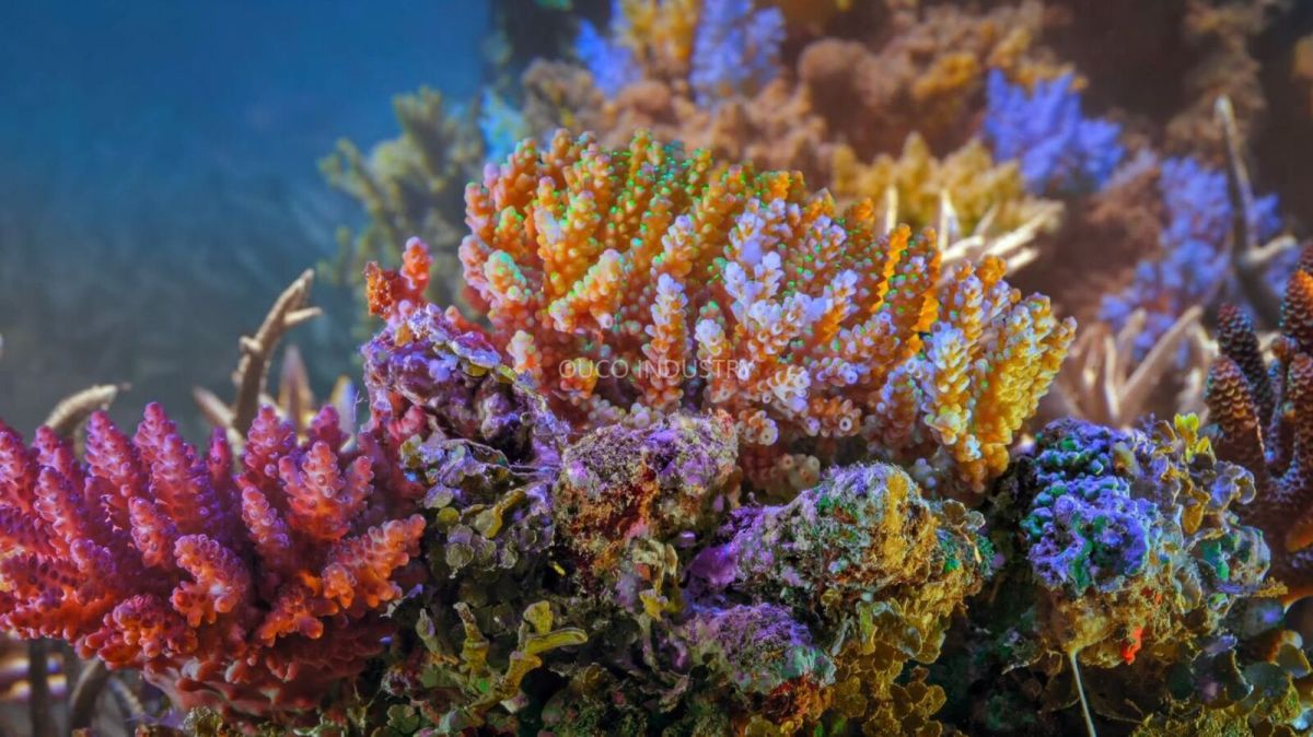 Collective Action for the Ocean Protecting Corals.