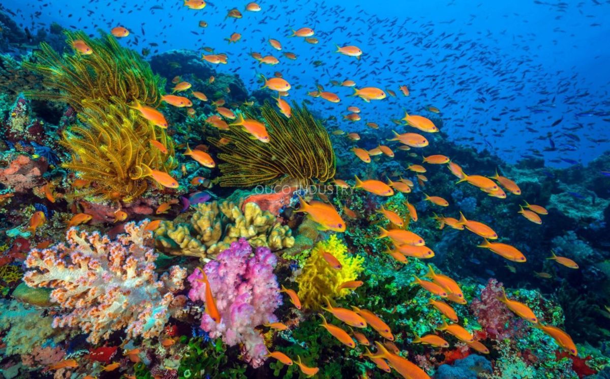 Collective Action for the Ocean-Protecting Corals.