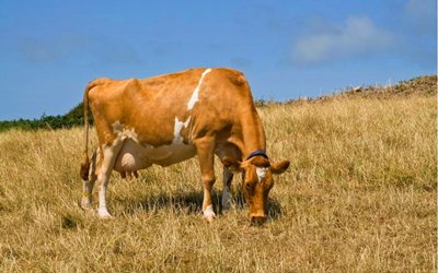 Baibo Biotechnology Introduces the Advanced Bovine Pregnancy Rapid Test Kit