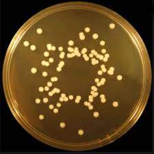 BABIO Brain Heart Infusion Broth (BHI): High-Nutrient Media for Reliable Bacterial Cultivation