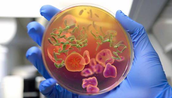 How Baibo’s Dehydrated Culture Media Support Microbial Testing for Healthcare and Research Facilities