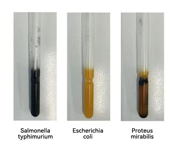 BABIO Launches Advanced Salmonella–Shigella Enrichment Medium for High-Accuracy Pathogen Recovery