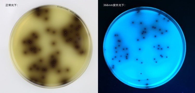 BHI Broth: A Versatile Enrichment Medium for Bacterial Culture