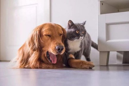 BABIO Rabies Ag Test Kit for Canine and Feline Veterinary Screening