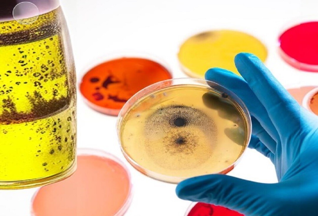 Granulés d'eau peptonée tamponnée (BPW) - Pré-enrichissement fiable pour la détection de Salmonella et Listeria